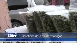 Beneficios de la planta moringa [upl. by Willing]