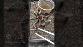 Tarantula feeding time [upl. by Eadwine]