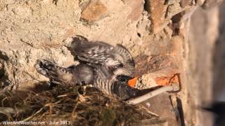 Black Redstart Phoenicurus ochruros feeding Common Cuckoo Cuculus canorus chick [upl. by Acinorrev]