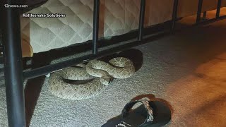 Valley couple finds rattlesnake under their bed [upl. by Hamo48]