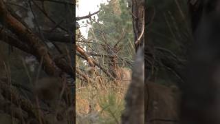 Spike Elk Day 1 Never harvested Elk Do You Shoot or wait elkhunting outdoors elk hunting [upl. by Sherrer678]