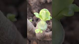 Crassula ovata 🌿ytshorts nature natureslover greenplanet plantslovershortvideoplants 🦋✨️🎶❣️😀 [upl. by Enelyak727]