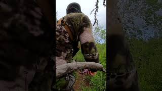 Baited Black Bear Arrowed At 11 Yards [upl. by Thirza]