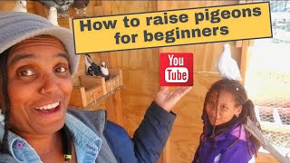 How to raise pigeons for beginners  Step by Step Farming [upl. by Nonnel]