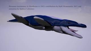 Kronosaurus Plesiosaur swim cycle animation by Max Hawthorne [upl. by Enneles]