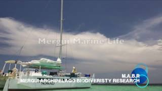 Marine Wildlife in the Mergui Archipelago [upl. by Attenauq]