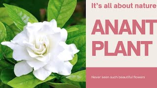 ANANT PLANT Gardenia jasminoides [upl. by Nonnek441]