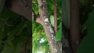 Cacao tree fruits shortvideo food amazing moreveiws [upl. by Rasla]