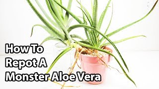 How To Repot And Divide Aloe Vera Plants  Repotting Tips [upl. by Noe]