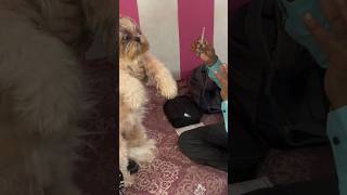 injection Trypanophobiadogbreed pettraining highlights doglovers pets funnypetcarelhasaapso [upl. by Sitnik]