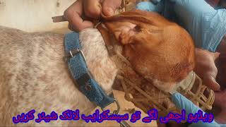 Abscess in dog treatment by Dr Naeem Rahman [upl. by Habas]