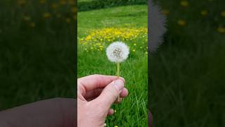 Dandelion Flower [upl. by Ayna]