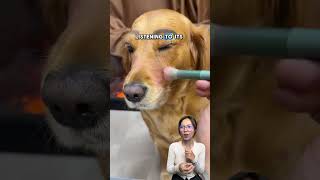 Cute Dogs in Makeup You Wont Believe Their Looks [upl. by Jermain234]