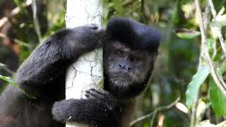 Alpha male Blackhorned Capuchin Monkey at Itatiaia NP  Brazil nov23 [upl. by Quintie]