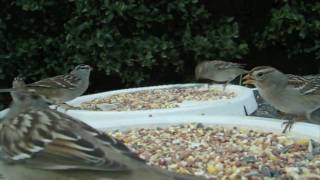 White Crowned Sparrow [upl. by Durand]