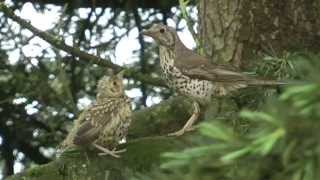 Grive draine Turdus viscivorus  26 avril 2015 [upl. by Freddy]