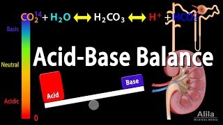 Acid Base Balance Animation [upl. by Lebatsirc]