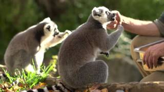 Lunch with Lemurs at Woodland Park Zoo [upl. by Nesbitt]