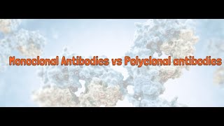 Monoclonal Antibodies Vs Polyclonal Antibodies [upl. by Rainer729]