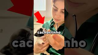 Filhote de Cão Gritando Original x Meme meme viral trend cachorro [upl. by Licastro]