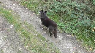 Meeting with the smooth snake Coronella austriaca unseen by my dogs [upl. by Aniaz]