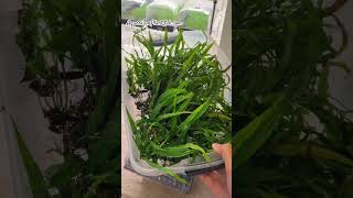 Needle Leaf Java Fern Harvest aquariumhobby [upl. by Nnaeirrac232]