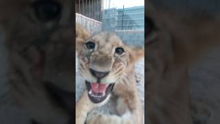 Playing with lion cub animals lioncub shortvideo shortsvideo shortsvide shorts [upl. by Adyan389]