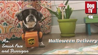 Mr Smush Face and Dunnigans Epic Halloween Costume Delivery [upl. by Esinehs]