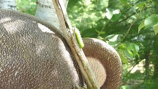 Luna Moth Caterpillar [upl. by Dwyer]