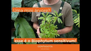 Biophytum sensitivum vem conhecer essa mini árvore [upl. by Letnahs]