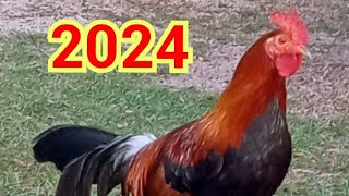 Best Backyard Chicken Breeds 2024 Stags and Pullets Irish Grey Blueface Hatch [upl. by Ayotahs]