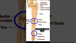 Joints of lower limb humananatomy skeleton radiographerusn [upl. by Nawrocki528]