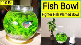 Fish Bowl  Betta fish Bowl Setup  Planted fish Bowl  Betta fish Tank  Fighter fish in Bowl 🐠 [upl. by Cathee]