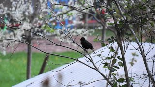 Vogelgezwitscher  Abendgesang einer Amsel  Sounds of Nature [upl. by Enirehtacyram]