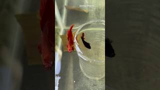 Betta fish successful breeding 🥰 bettafish breeding shorts [upl. by Helaina]