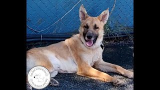 Starving German Shepherd Mix Dog Rescued From The Streets [upl. by Eatnom165]