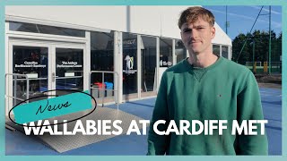 Wallabies at Cardiff Met [upl. by Ahsienahs]