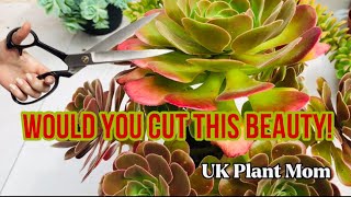 HOW TO PRUNE YOUR AEONIUMS [upl. by Valdemar]