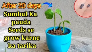 How to grow bombax ceiba  from seeds  how to grow cotton tree  Hindi amp Urdu [upl. by Enilrek]