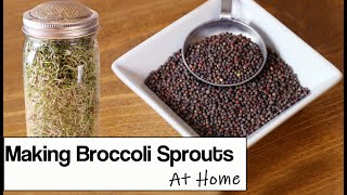 Broccoli Sprouts How to Grow Them at Home in a Jar [upl. by Etnahs535]