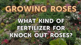 What Kind of Fertilizer for Knock Out Roses [upl. by Oijres]