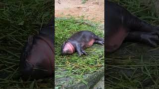 Hippo Mu Dong relax🦛 [upl. by Adnamal]