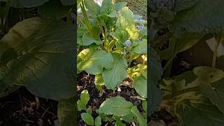 The Beauty of Borage Why You Should Plant Borage in Your Garden gardening borage [upl. by Aiuqet712]