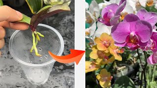 Easy and fast blooming orchid growing methods [upl. by Erehpotsirhc]