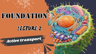 Active transport Physiology Lecture 2 Foundation Module Dr Adham Saleh [upl. by Vanya]