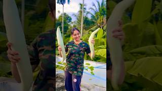 Padavalanga harvest agriculture trending ytshorts harvest meghnavincent [upl. by Natloz]