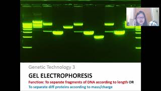 Chap 19 Part 3a Gel Electrophoresis and DNA Profiling  Cambridge ALevel 9700 Biology [upl. by Adlev]