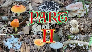 2024 Foraging Edible Mushrooms Part II [upl. by Thorne]