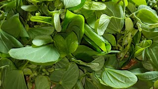 छत्तीसगढ़ की कोइलार भाजी की सब्जी  कचनार भाजी  Bauhinia Plant vegetables [upl. by Feerahs]