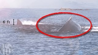 10 Megalodon Caught on Camera amp Spotted In Real Life [upl. by Viveca]